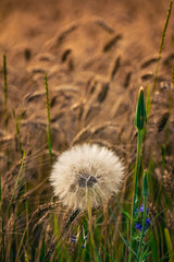 Summer field flowers