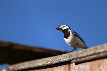 White Wagtail catches beetles and holds in its beak.