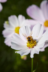 flowers in the garden