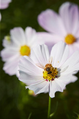 Fototapeta premium flowers in the garden