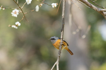 梅の木にとまるジョウビタキの雄鳥