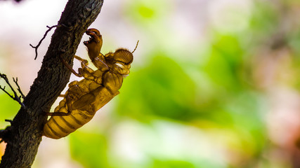 Cicada insect molting on tree in nature.