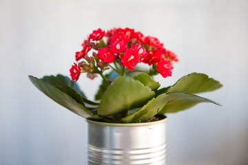 Houseplant kalanchoe with red flowers