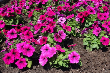 Petunia atkinsiana with magenta colored flowers in June