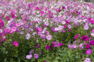 A lot of flowering petunias in various shades of pink