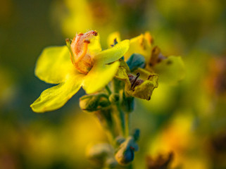 Summer field flowers