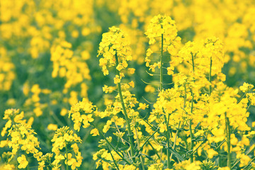 Rapeseed plants in the field, selective focus