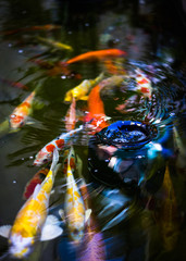 colorful koi Carp fish in the pond