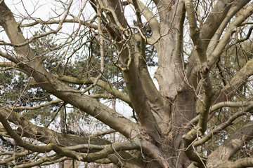 View of Tree Branches Without Leaves Yet are on Sky Background. Concept: Springtime Season Just Start. 