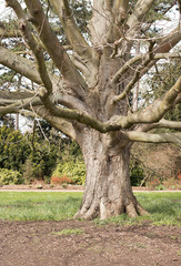 Vertical Image: Beautiful Tree Without Leaves Yet in Spring Outside on Sunny Day. Springtime Season Just Start.