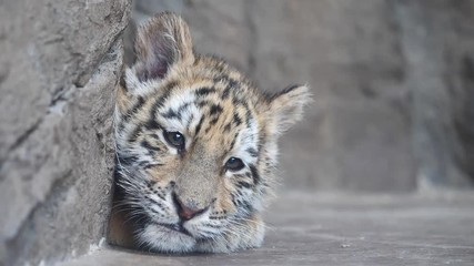 Sleepy tiger baby lying on ground, tired expression, looking at camera then closing eyes slowly, beautiful and dangerous animal, slow motion.