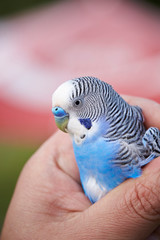 Blue budgie bird 