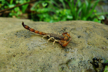 Brown, white and red scorpion found during a hike in the tropical Amazon rainforest