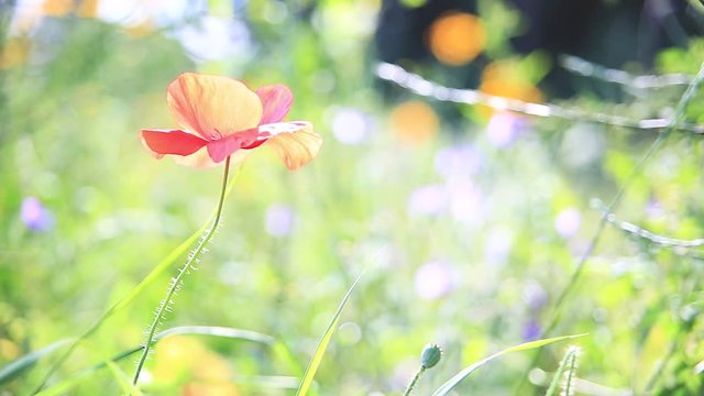 Kr&auml;uterwiese, Blumenwiese, wildes Feld - bunte Blumen, Kr&auml;uter, Mohn, Klatschmohn, Mohnblume sowie Insekten wie K&auml;fer und Bienen im Sommer