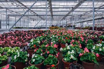 Growing of begonia in plastic flower pots in greenhouse 