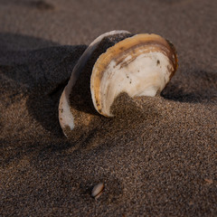 Shell on the beach