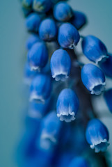 Muscari blue