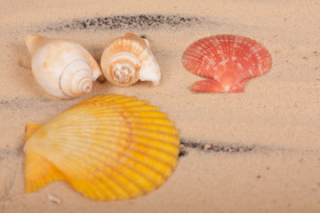 Fototapeta na wymiar sea shells colorful on a black background
