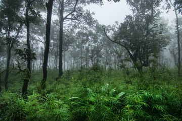 Fototapeta premium Fog forest nature green