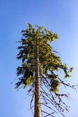 tree and blue sky