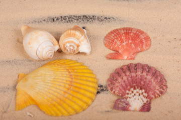 sea shells colorful on a black background