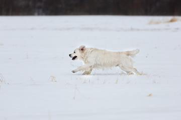Beautiful, Happy and crazy golden retriever dog running fast in the field in winter