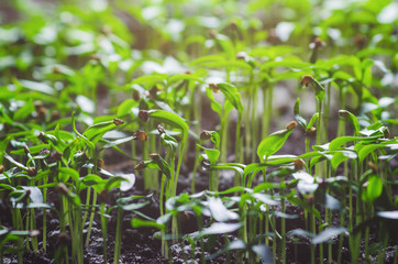 Young fresh pepper seedling in a greenhouse