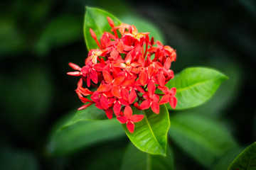 Ixora o Coralillo, República Dominicana