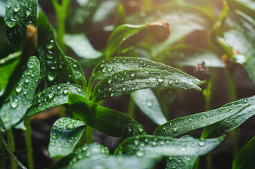 Pepper seedlings with water droplets on the leaves