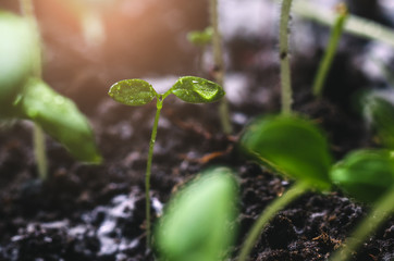 Tomato seedlings with water droplets on the leaves