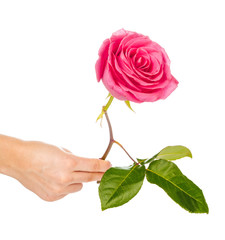 red rose with green leaves isolated on white background