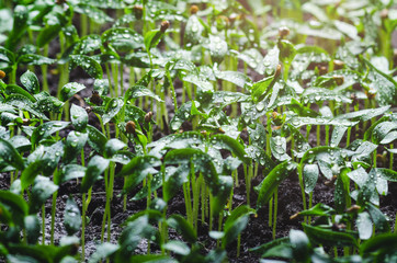Pepper seedlings with water droplets on the leaves