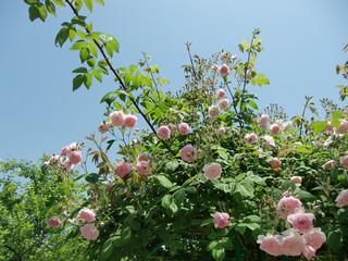 青空と薔薇