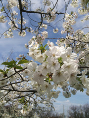 見上げた桜