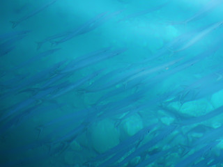 Fish under water.Sea background.