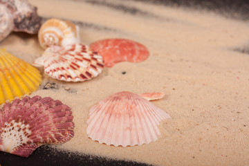 sea shells colorful on a black background