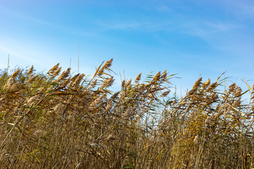 reeds on a sky background