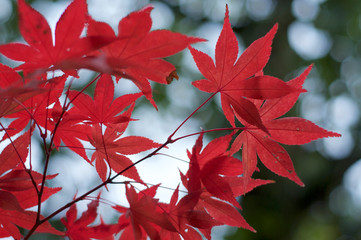 Beautiful red maple leaves (Momiji) during Japanese autumn