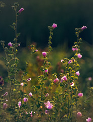 Summer field flowers