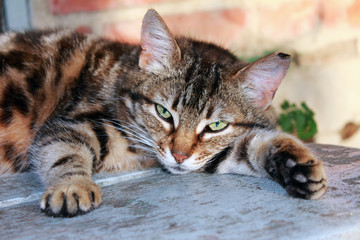 striped cat resting on the wooden steps