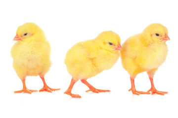 chicks in front of white background.
