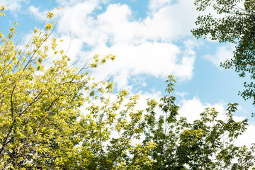 low angle view of branches with green leaves in park