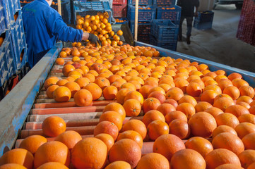 Tarocco oranges in an automatic roll carriage after the manual loading