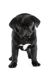 Pug dog isolated on a white background
