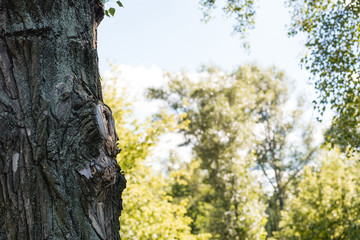 Obraz premium selective focus of tree in peaceful park with blue sky