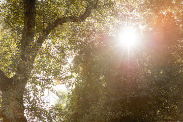 low angle view of sunshine through tree with green leaves in park
