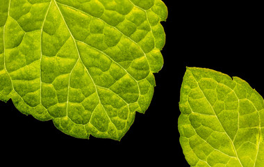peppermint leafs closeup background with copy space isolated on black, healthy herb