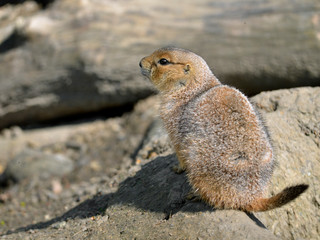 Young black-tailed Prairie Dog (Cynomys ludovicianus) on a rock seen from behind