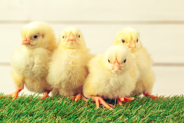 Little chicken on the grass