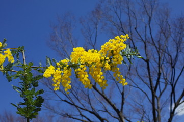 ミモザの花